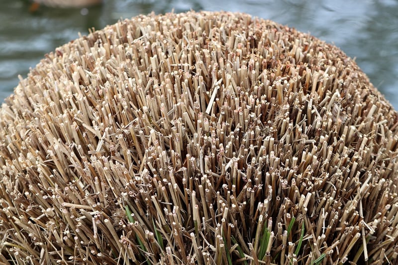 Plant Pruning