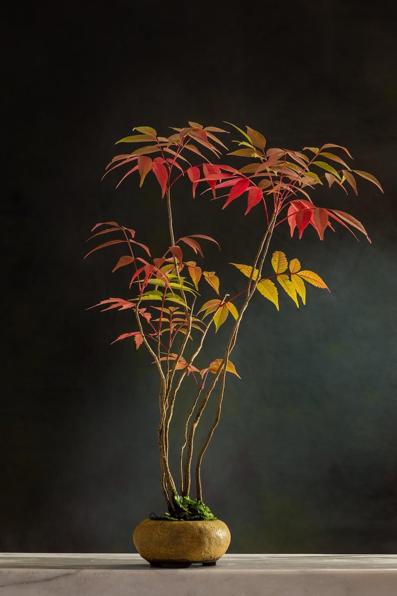 Pruned Bonsai Tree