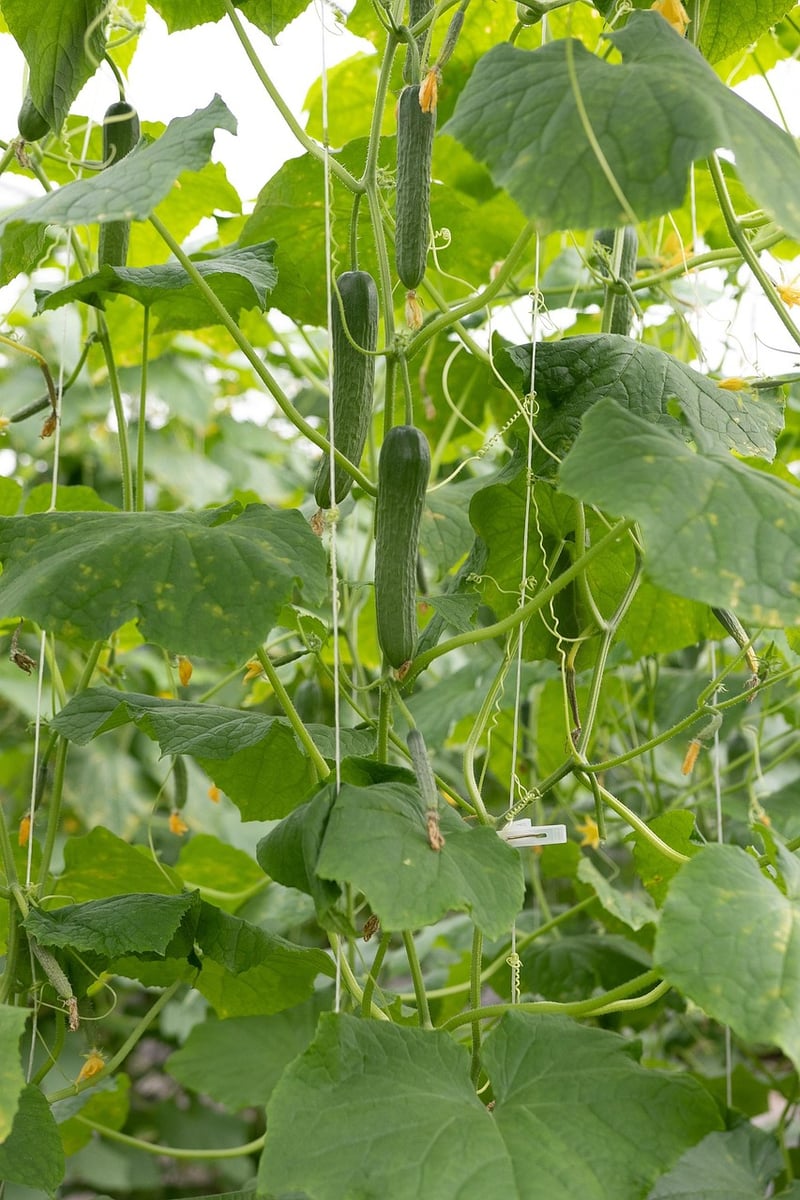 Pickled Cucumbers