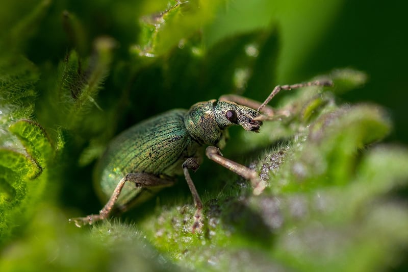 Lacewing
