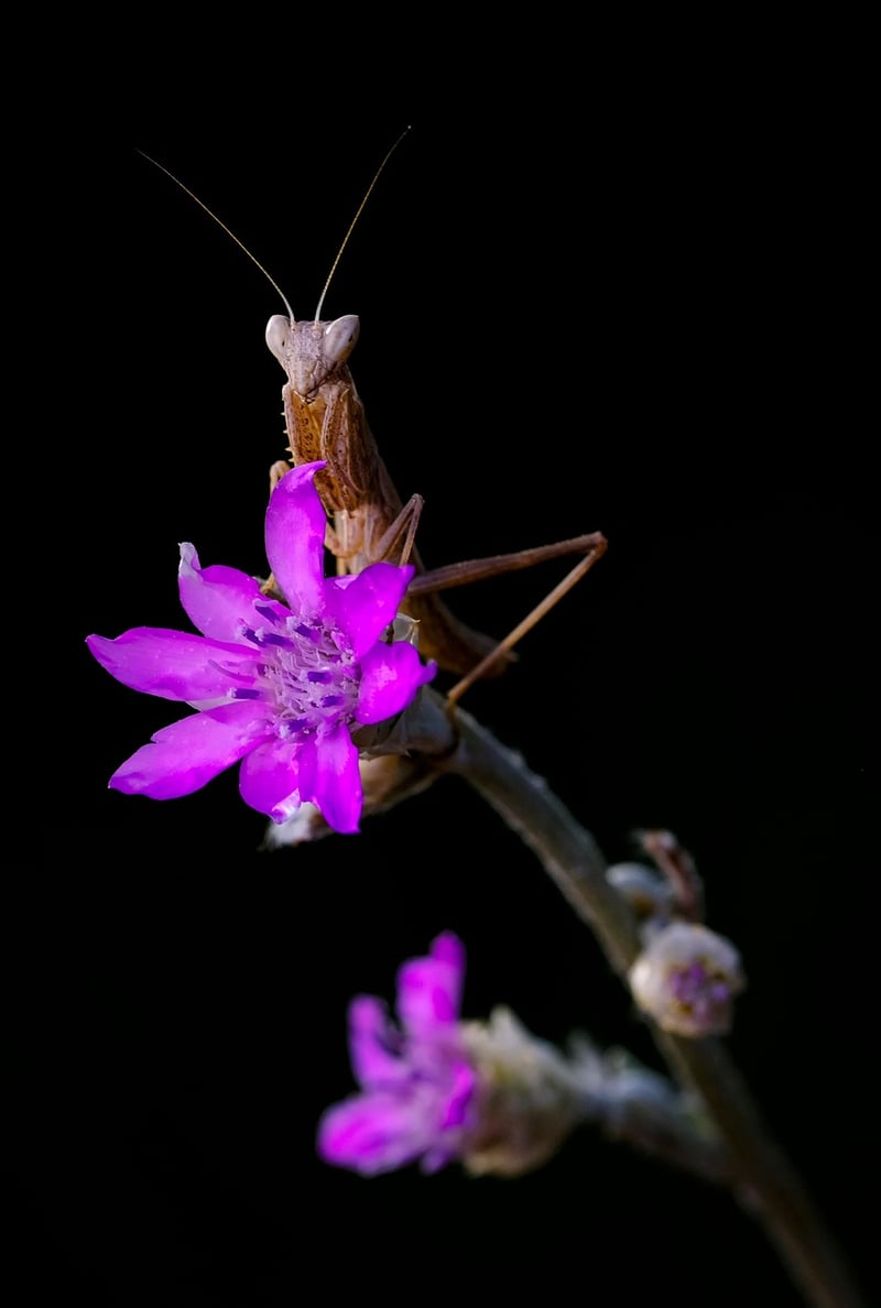 Praying Mantis